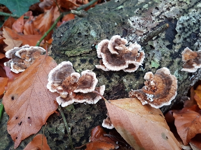 Foto Jamur
 hutan penciptaan auriculariaceae
