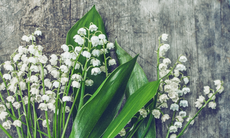 Lilies of the valley wood blossom botanic