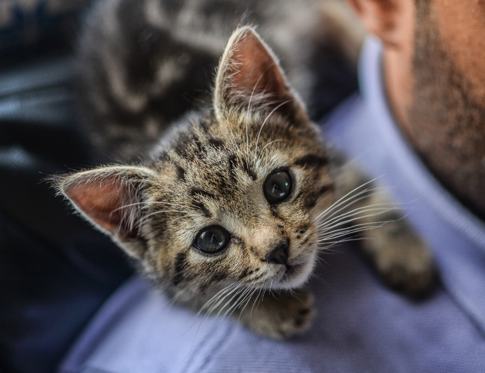 Gattino gatto animale domestico