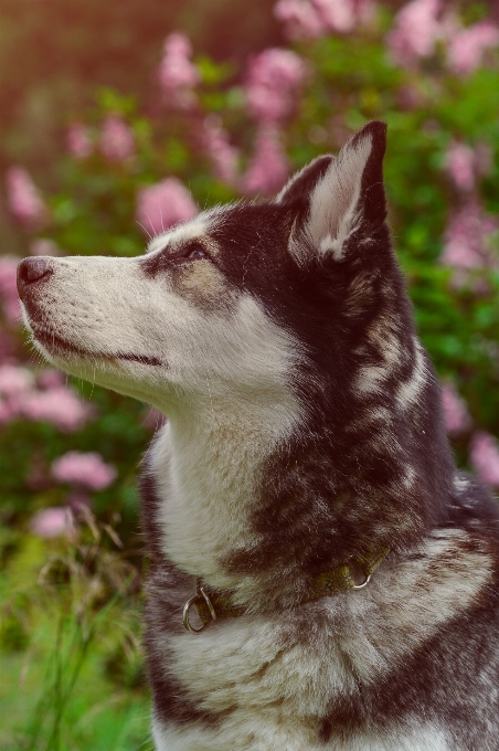 ハスキー 犬 ペット 動物