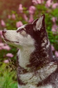 Husky dog pet animal Photo