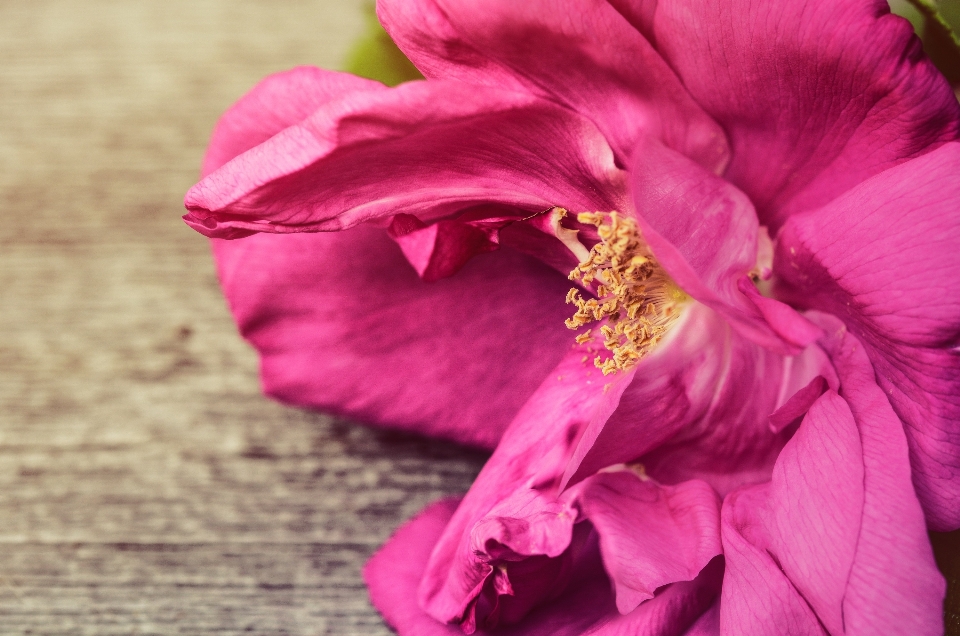 Rose petals pink background