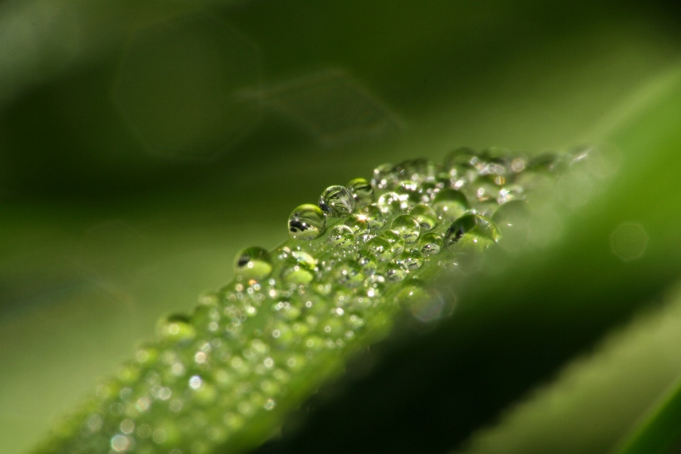 Macro nature dew water