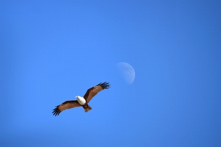 Adler blauer hintergrund
 mond indisch Foto