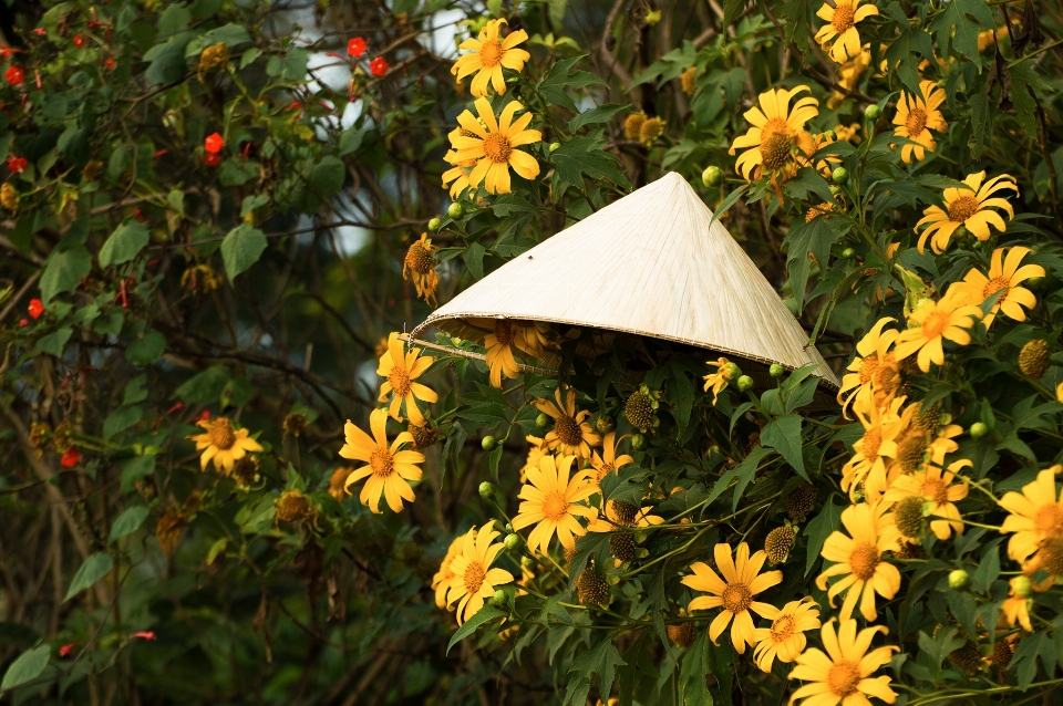 Vietnam fleur feuille jaune