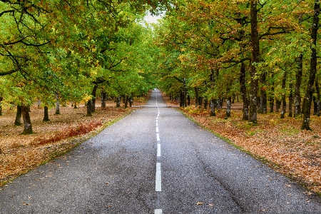 Road forest autumn landscape Photo