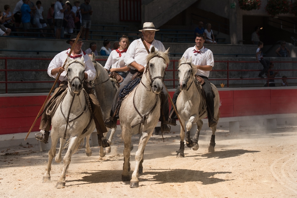 Cowboy cavalli camargue
 arene
