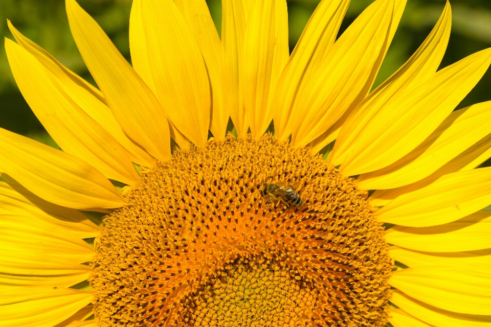 Tournesol
 fleurs
 jaune
 abeille
