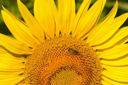 Foto Bunga matahari
 fleur
 jaune
 lebah
