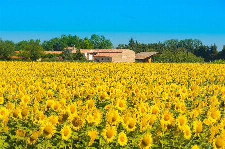 Nature fleurs champ provence Photo