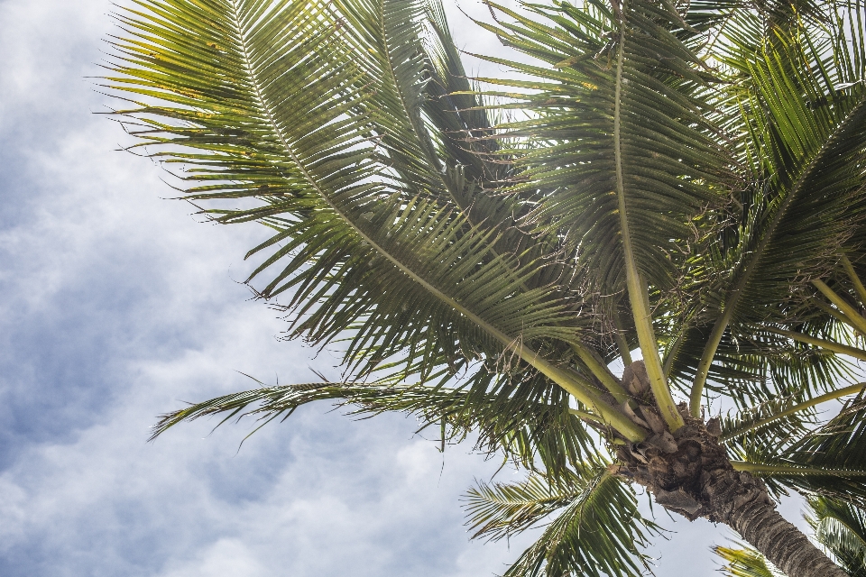 Palme himmel baum blau