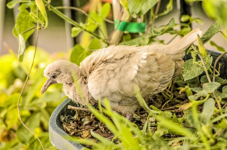 Nature animal bird turtledove Photo