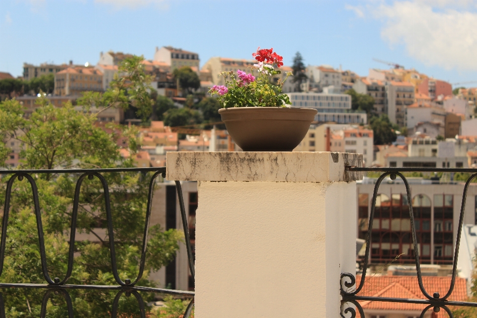 Fleurs soleil lisbonne terrasse