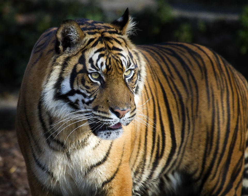 Tigre fauna silvestre animal terrestre
 mamífero