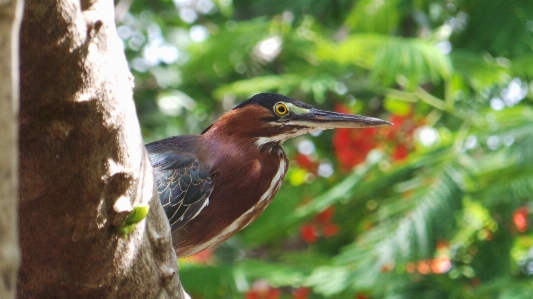 Bird beak fauna flora Photo