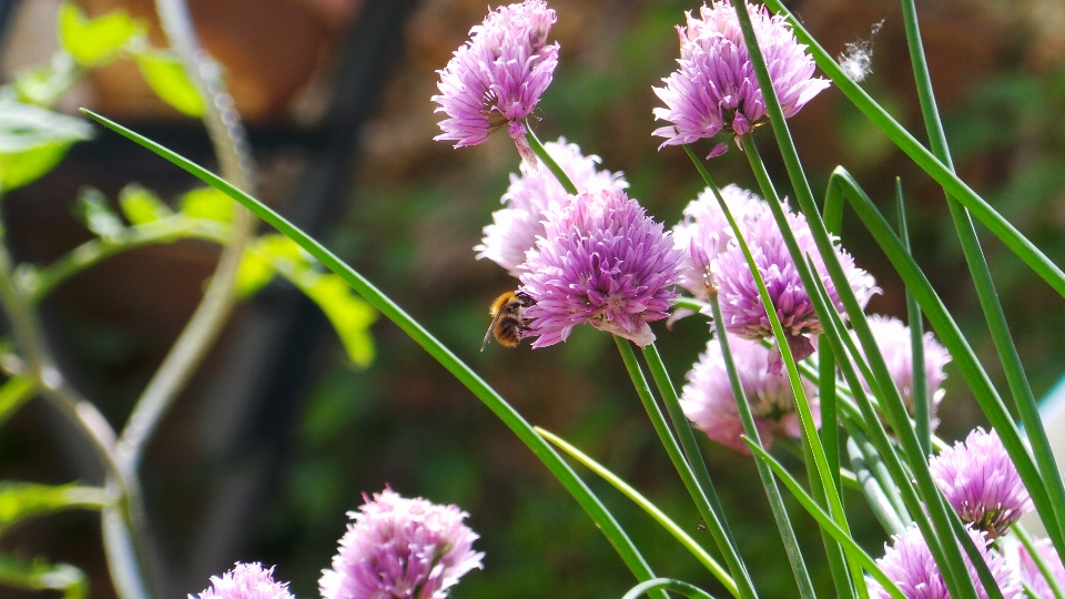 Flower purple flora plant