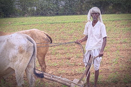 インド人 村 農家 農場 写真