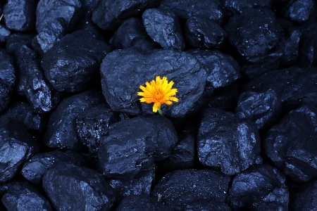 Flower coal yellow fuel Photo