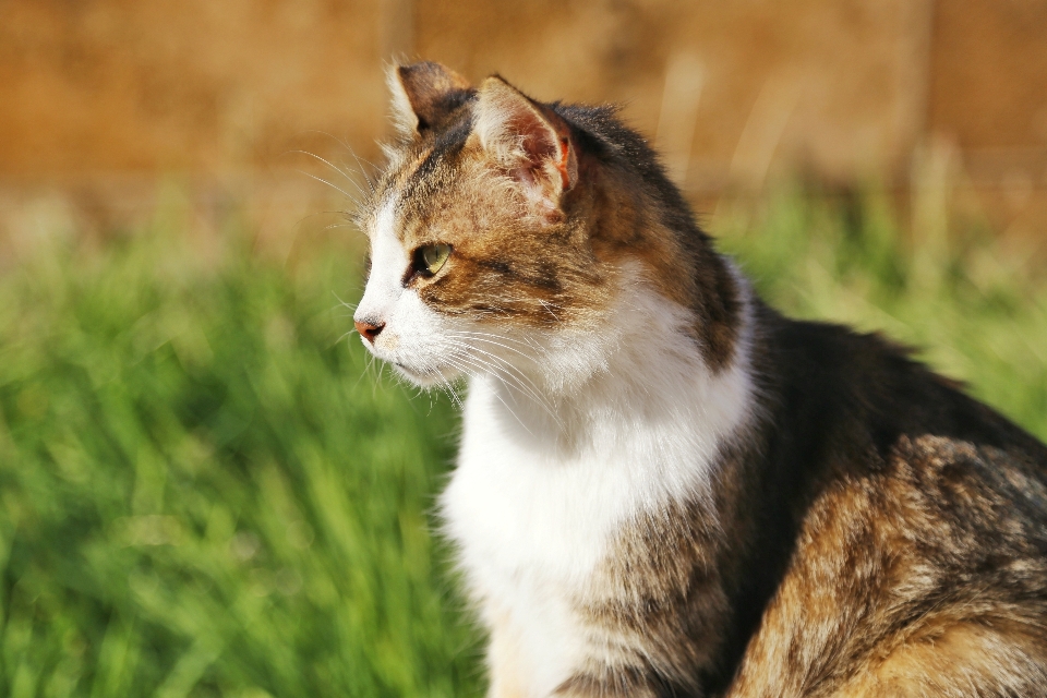 Adorable animal blur cat