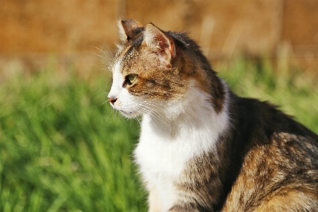 Foto Adorabile animale sfocatura gatto