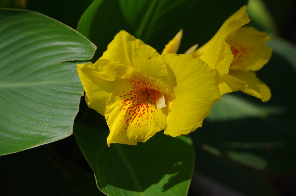 Fleur jaune flore usine