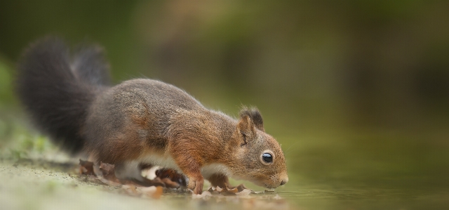 Foto Adorabile animale fotografia di animali
 sfocatura