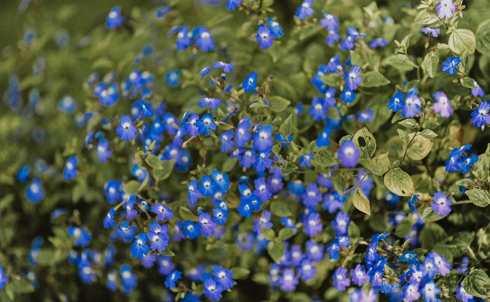 Blume schön eindrucksvoll toll