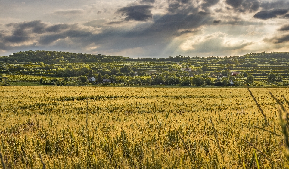 Nuvole raccolto azienda agricola campo