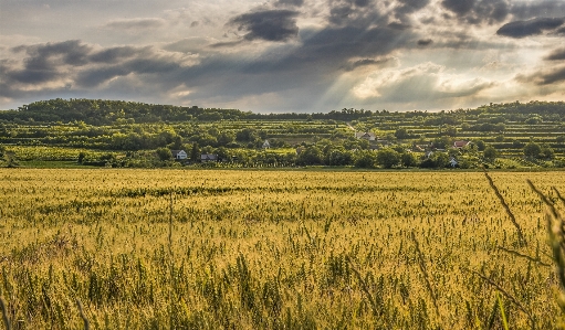 Clouds crop farm field Photo