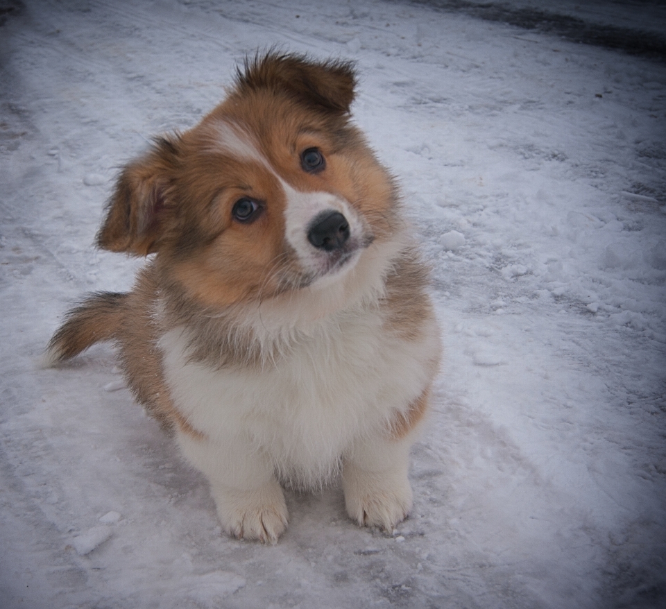 小狗 狗 雪 柯基犬