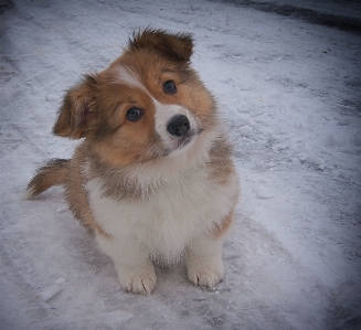 Puppy dog snow corgi Photo