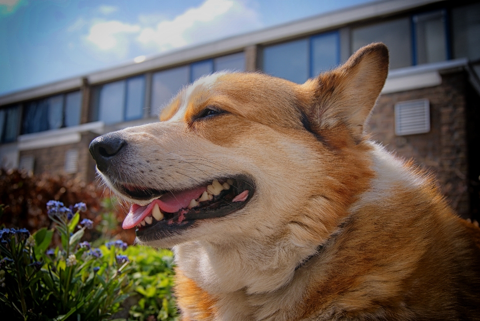 Welshcorgi corgi dog outside