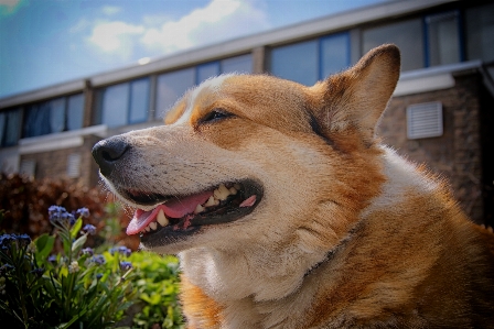 Welshcorgi corgi dog outside Photo