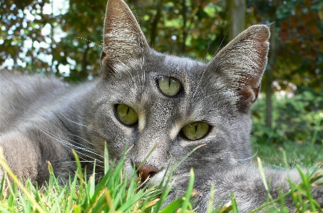 Divine cat holy green Photo