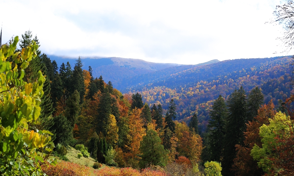 Romania sinaia forest trees