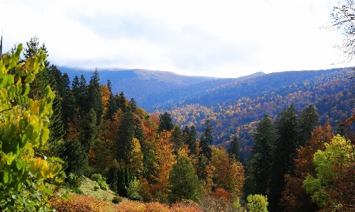 Romania sinaia forest trees Photo