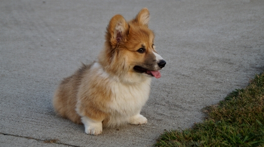 Welshcorgi puppy dog animal Photo