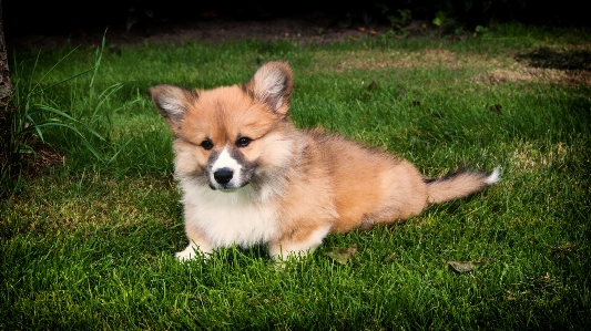 Welshcorgi dog puppy animal Photo