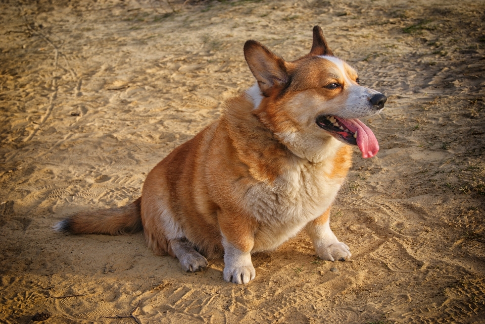 威尔士柯基犬
 狗 外部 动物