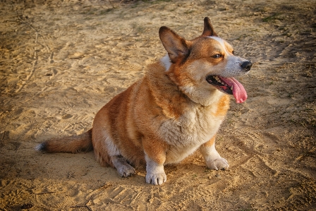 Waliser corgi
 hund außen tier Foto