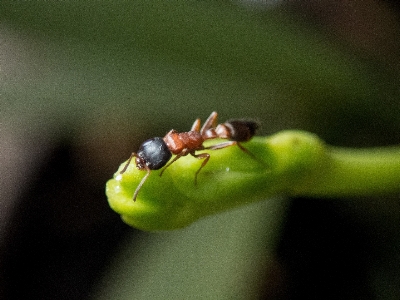 Insect ant macro photography pest Photo