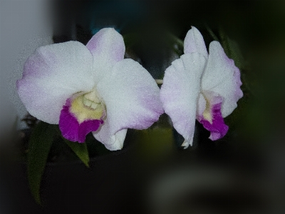 Orchid flower nature plant Photo