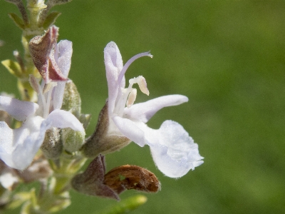 Rosemary flower nature flora Photo