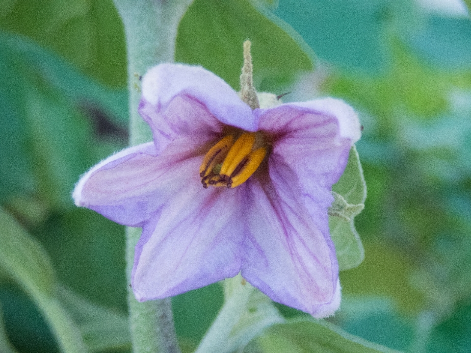 Fiore melanzana raccolto natura