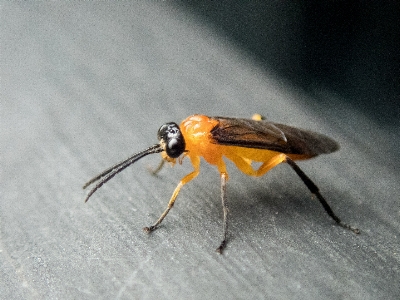 Horn worm tomato parasite Photo