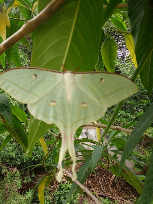 Blanco mariposa volar color