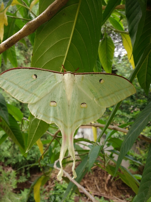 Branco borboleta voar cor