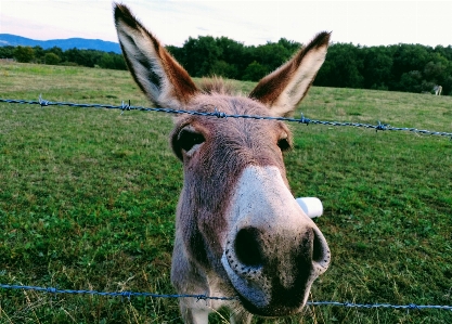 Foto Hewan keledai fauna kuda seperti mamalia
