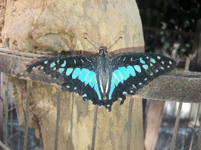 Butterfly blue fly nature Photo