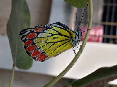 Butterfly nature yellow green leaf Photo